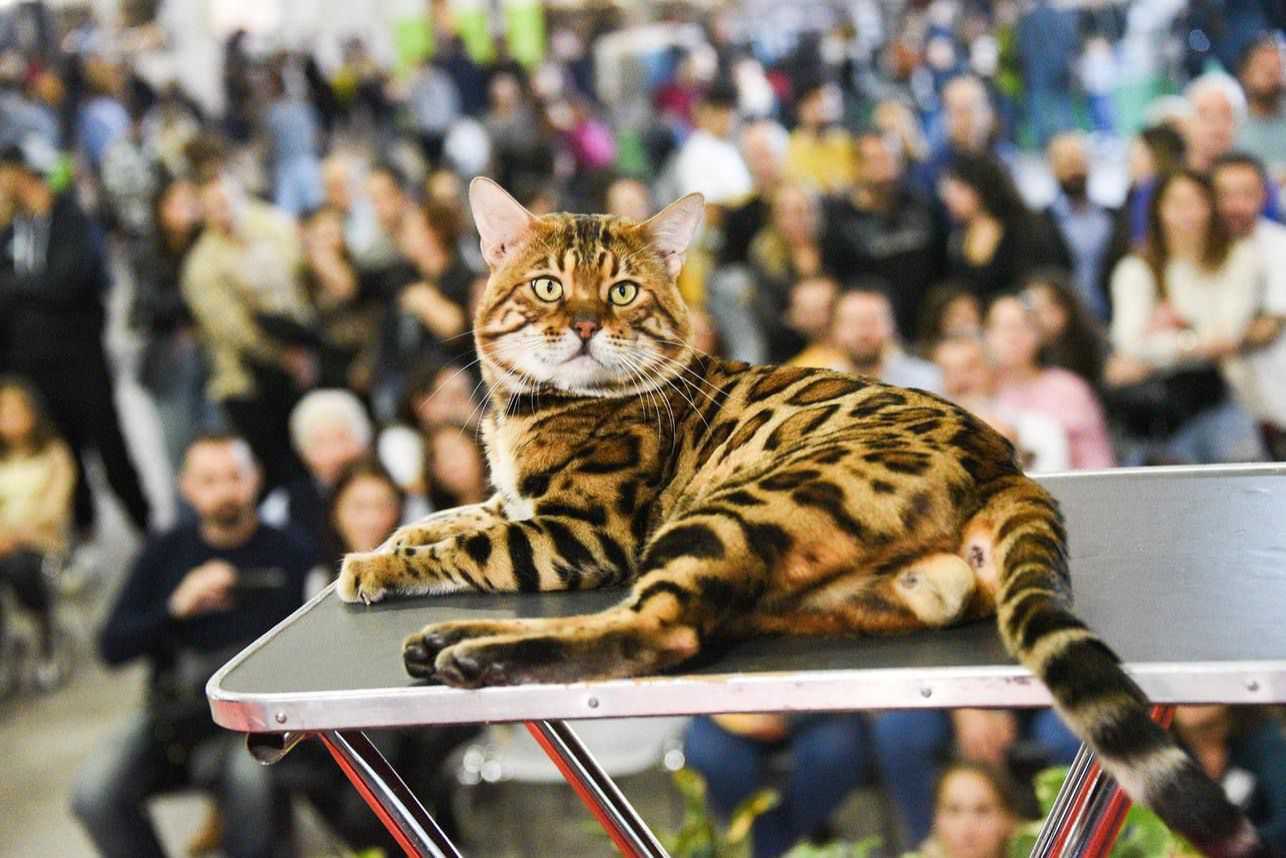 Bengal