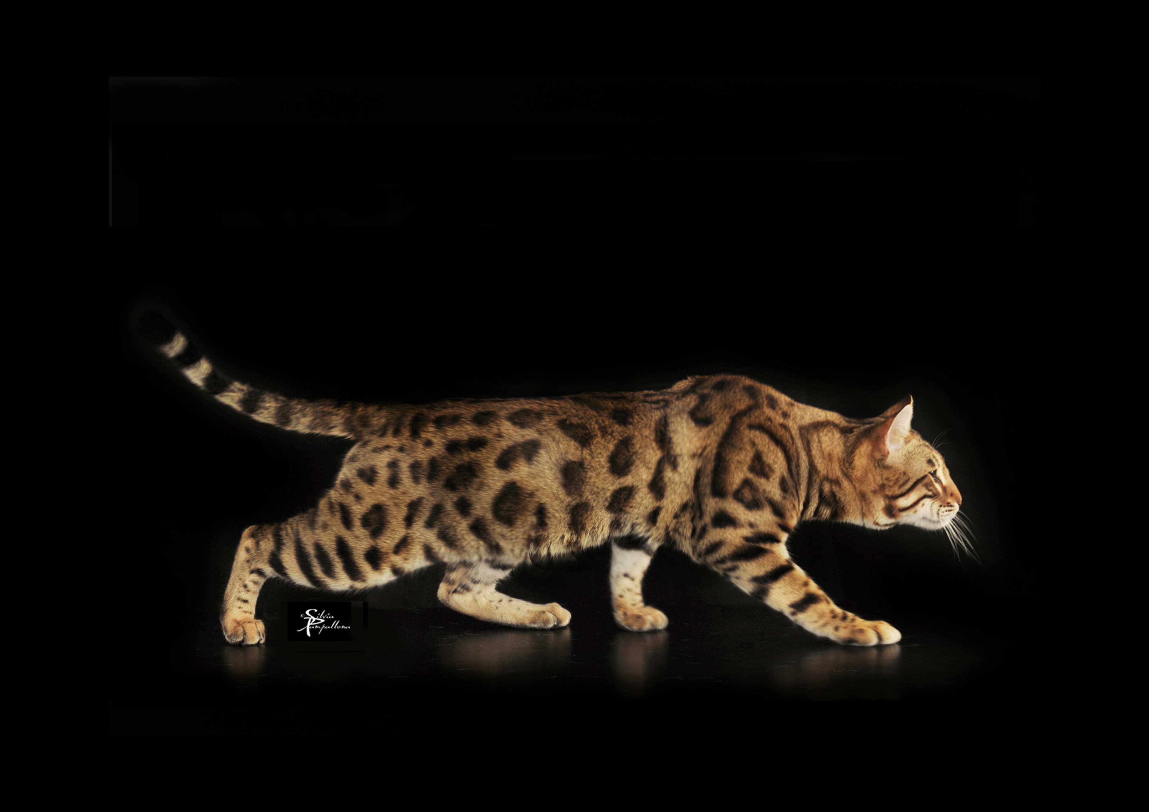 Bengal